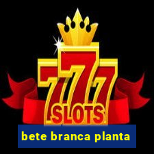 bete branca planta